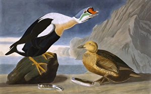 <b class=qtipBold><figcaption>King Duck, by John James Audubon</figcaption></b><br>King Duck, Fuligula Spectabilis, by John James Audubon (1785-1851). A colour plate in The Birds of America: From Original Drawings. Date: 1827-1838<br><em>© Mary Evans Picture Library</em> King Duck, by John James Audubon