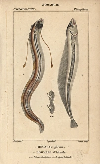 King of herrings, Regalecus glesne, and deal King of herrings, Regalecus glesne, and deal