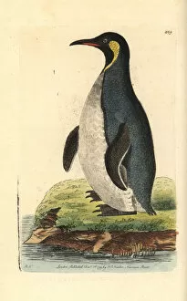 King Penguin Gallery: King penguin, Aptenodytes patagonicus