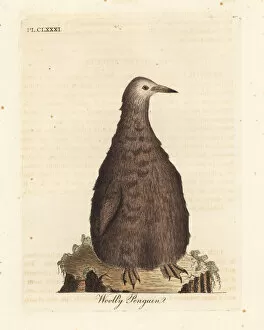 Aptenodytes Gallery: King penguin, Aptenodytes patagonicus, juvenile