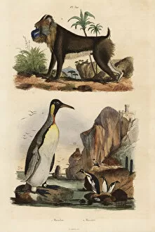 Aptenodytes Gallery: King penguin and mandrill