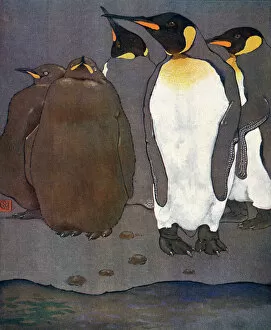 King Penguin Gallery: KING PENGUINS