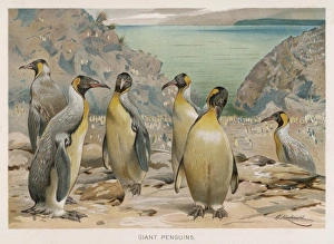 <b class=qtipBold><figcaption>King Penguins (Kuhnert)</figcaption></b><br>A colony of King Penguins (Aptenodytes pennanti)<br><em>© Mary Evans Picture Library</em> King Penguins (Kuhnert)