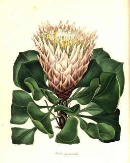King protea or artichoke-like flowered protea King protea or artichoke-like flowered protea