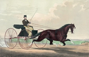 The king of the road: Dexter driven by his owner Mr. Robert The king of the road: Dexter driven by his owner Mr. Robert