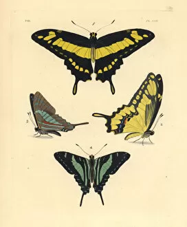 King swallowtail and Jamaican kite butterfly (endangered)