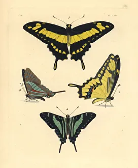 King swallowtail and Jamaican kite butterfly (endangered) King swallowtail and Jamaican kite butterfly (endangered)
