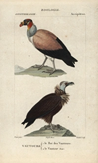 King vulture, Sarcoramphus papa, and cinereous King vulture, Sarcoramphus papa, and cinereous