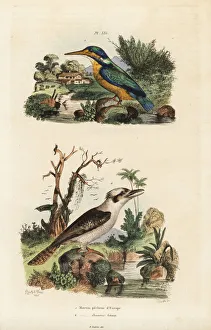 Fries Gallery: Kingfisher, Alcedo atthis, and laughing kookaburra