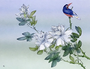 Kingfisher amid the blossoms - Japan Kingfisher amid the blossoms - Japan