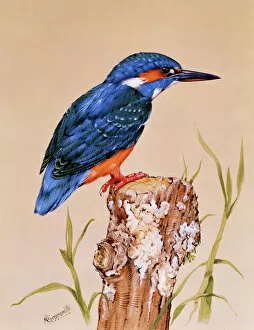 Perch Gallery: Kingfisher on a perch