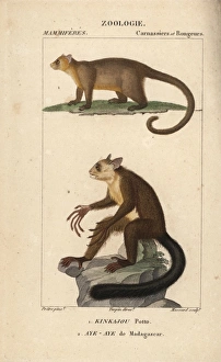 Kinkajou, Potos flavus, and aye-aye of Madagascar Kinkajou, Potos flavus, and aye-aye of Madagascar