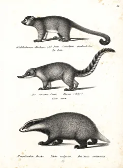 Kinkajou, South American coati and badger Kinkajou, South American coati and badger