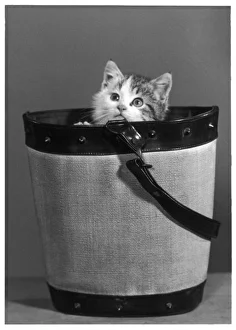 <b class=qtipBold><figcaption>Kitten in Bucket</figcaption></b><br>A small kitten hides in a bucket gazing up at the photographer.<br><em>© Mary Evans Picture Library/THOMA</em> Kitten in Bucket