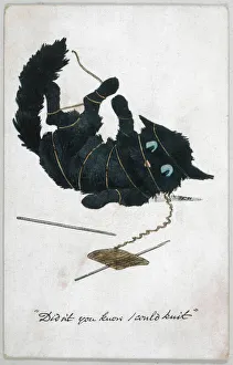 Wool Gallery: Kitten Tangled in Wool