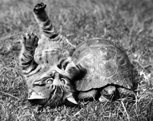 Kitten and tortoise