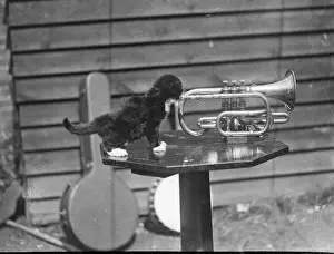 Black and white kitten playing a trumpet Print