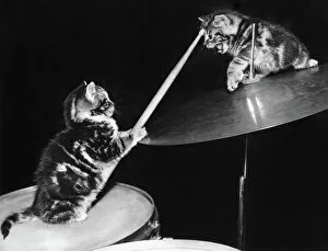 Related Images Collection: Two kittens with a drumkit