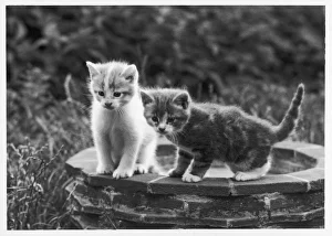<b class=qtipBold><figcaption>Two Kittens Outside</figcaption></b><br>Two kittens stand in a bird bath watching something in the grass.<br><em>© Mary Evans Picture Library/THOMA</em> Two Kittens Outside