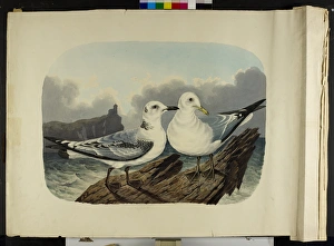 The Kittiwake gull, immature and adult Rissa tridactyla The Kittiwake gull, immature and adult Rissa tridactyla