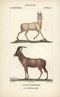 Klipspringer, Oreotragus oreotragus, and roan Klipspringer, Oreotragus oreotragus, and roan