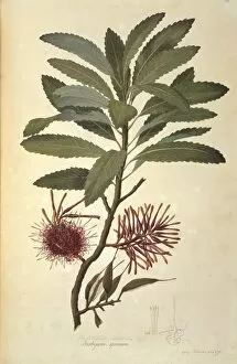 Eudicotinae Gallery: Knightia excelsa, rewarewa honeysuckle tree