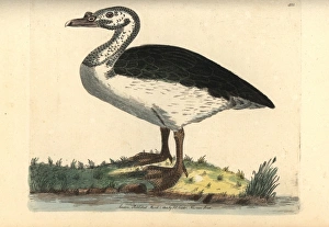 Knob-billed or comb duck, Sarkidiornis melanotos Knob-billed or comb duck, Sarkidiornis melanotos