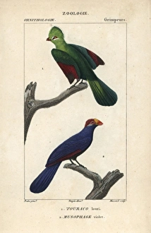 Knysna turaco, Tauraco corythaix, and violet Knysna turaco, Tauraco corythaix, and violet
