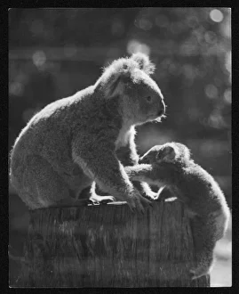 <b class=qtipBold><figcaption>Koala Bear and Cub</figcaption></b><br>Koala and her cub<br><em>© Mary Evans Picture Library</em> Koala Bear and Cub