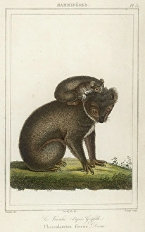 <b class=qtipBold><figcaption>Koala Bear and Young</figcaption></b><br>Koala bear carrying its young (phascolaretos fuscus)<br><em>© Mary Evans Picture Library</em> Koala Bear and Young
