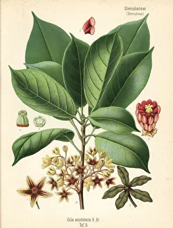 Kola nut or kola tree, Cola acuminata Kola nut or kola tree, Cola acuminata