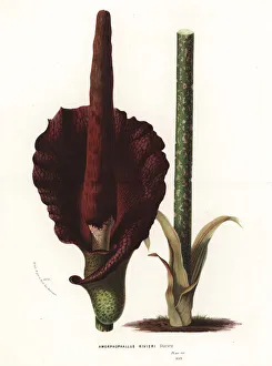 Konjac or konnyaku, Amorphophallus konjac Konjac or konnyaku, Amorphophallus konjac