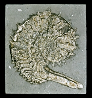 Fossils: The Key to the Past: Fortey, Richard: 9781588340238: Amazon.com:  Books