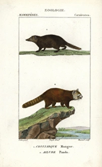 Kusimanse, Crossarchus obscurus, and red panda Kusimanse, Crossarchus obscurus, and red panda