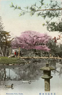 Blossoms Gallery: Kyoto, Japan - Maruyama Park - Cherry Blossom