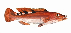Labrus trimaculatus, or Three-Spotted Wrasse Labrus trimaculatus, or Three-Spotted Wrasse