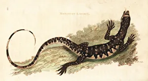 Lace monitor or lace goanna, Varanus varius Lace monitor or lace goanna, Varanus varius