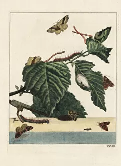 Lackey moth, Malacosoma neustria, and caterpillar
