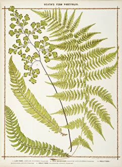Images Dated 27th August 2014: Lady Fern, True Maidenhair and Holly Fern