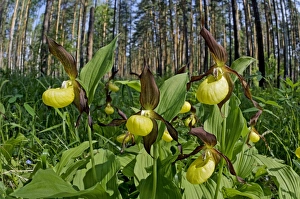 Lady Slipper - flowering wild - plants Lady Slipper - flowering wild - plants
