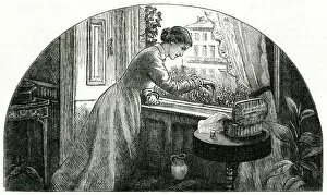 Tending Gallery: Lady tending her window box 1878