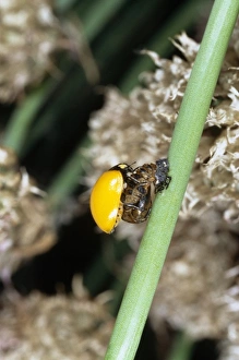 Ladybird just emerged from its pupa case Ladybird just emerged from its pupa case