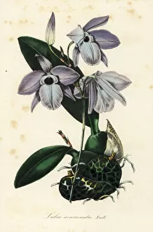 Laelia rubescens orchid