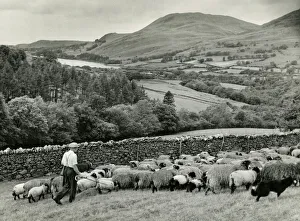 Cumberland Gallery: Lakeland Shepherd