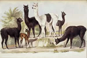 Ungulates Collection: Lama pacos, alpaca