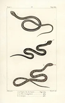 Lancehead viper, Ceylon pit viper and berg adder Lancehead viper, Ceylon pit viper and berg adder
