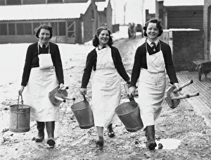<b class=qtipBold><figcaption>Land Girls WWII</figcaption></b><br>Land Girls working as milkmaids milking cows on a farm in Tooting during World War II. Miss Ivy Baldwin (on the left) was a mulitple shop worker).<br><em>© Mary Evans/Robert Hunt Collectio</em> Land Girls WWII