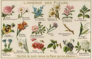 Language Collection: The Language of Flowers