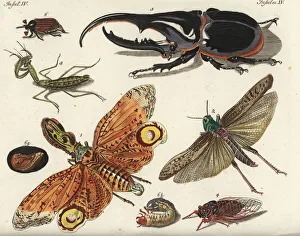 Lantern fly, locust, mantis, cicada and beetles Lantern fly, locust, mantis, cicada and beetles