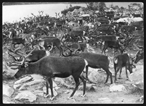 Reindeer Gallery: Lapland Reindeer